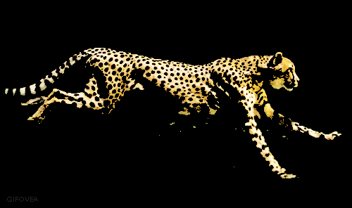 Cheetah GIF